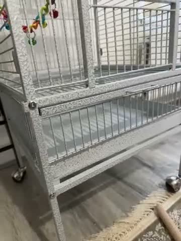Mixed Breed birds for sale: 3 cage - Video 1
