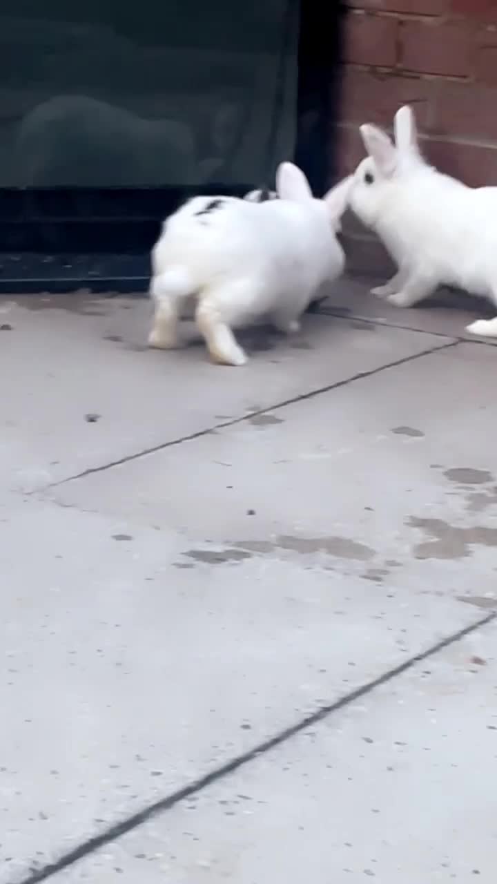 Mixed Breed rabbits for sale: Rabbits  in Manchester - Video 2