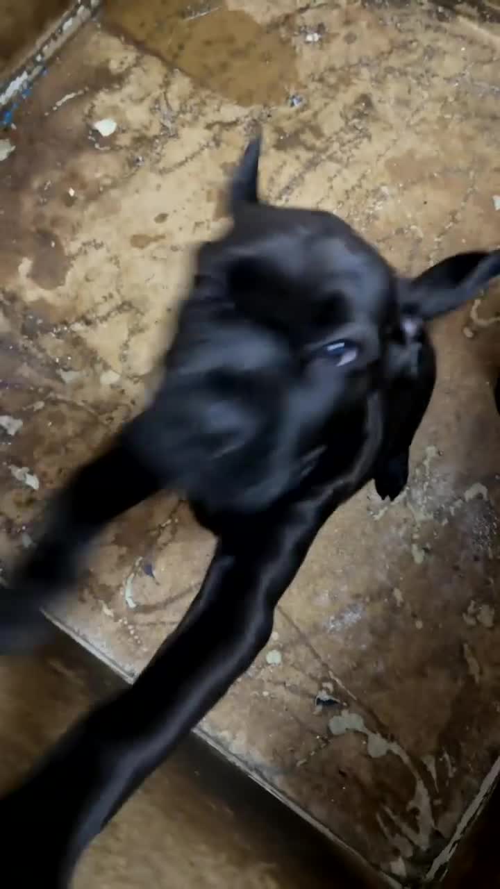 Mixed Breed dogs for sale: Cane corso Rottweiler puppy in Redcar - Video 3