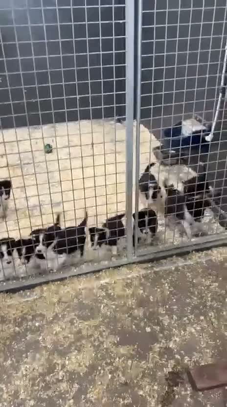 Border Collie dogs for sale: Registered pedigree collies in Swansea - Video 1
