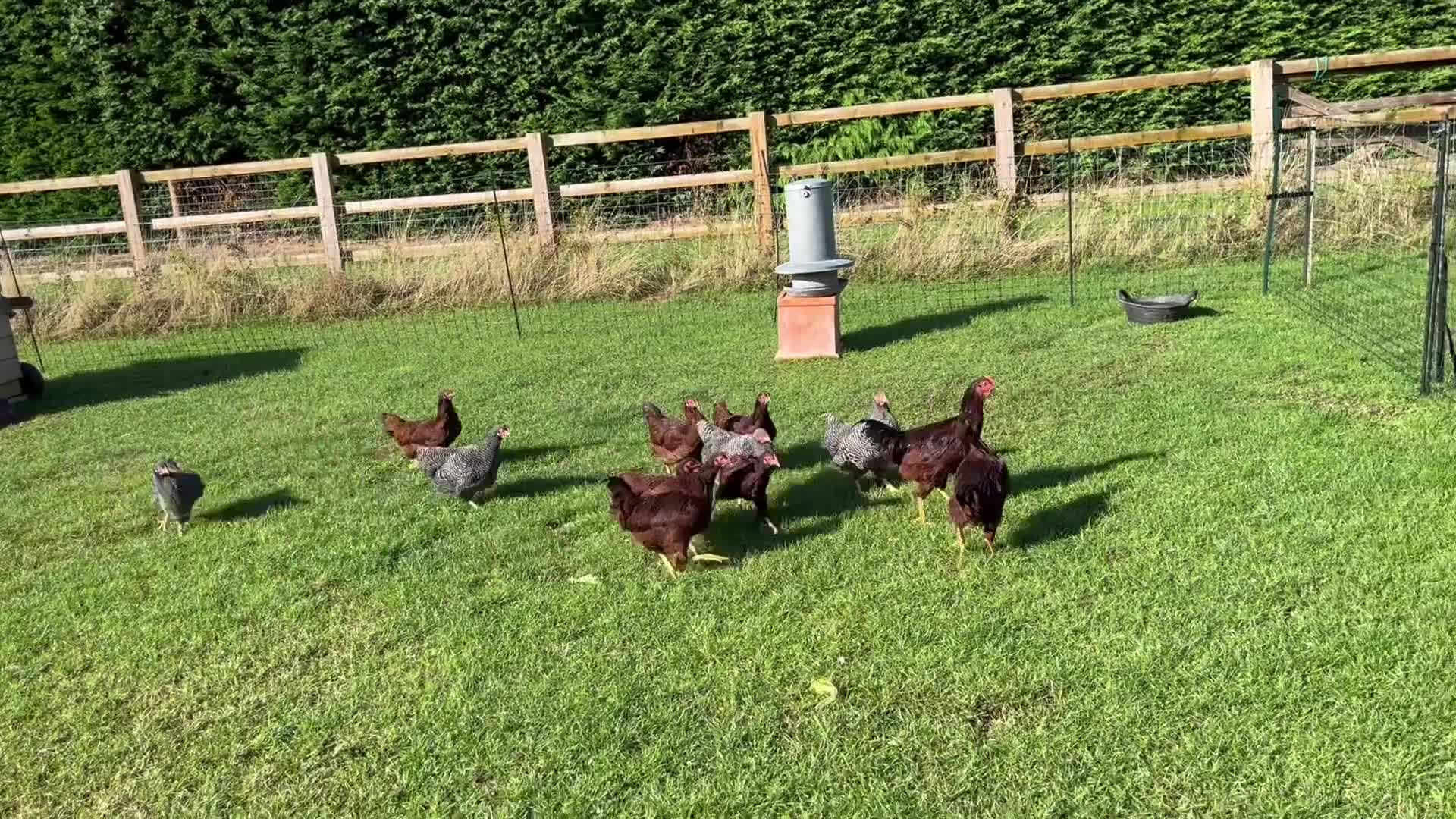 Chickens poultry for sale: Rhode Island Red pure breed - Video 1
