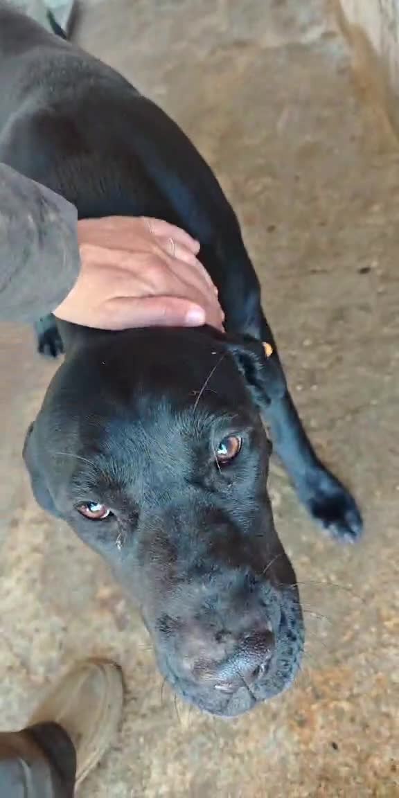 Mixed Breed dogs for adoption: 🐾 Ebony – Lovely compact Labrador Girl ❤️ - Video 2