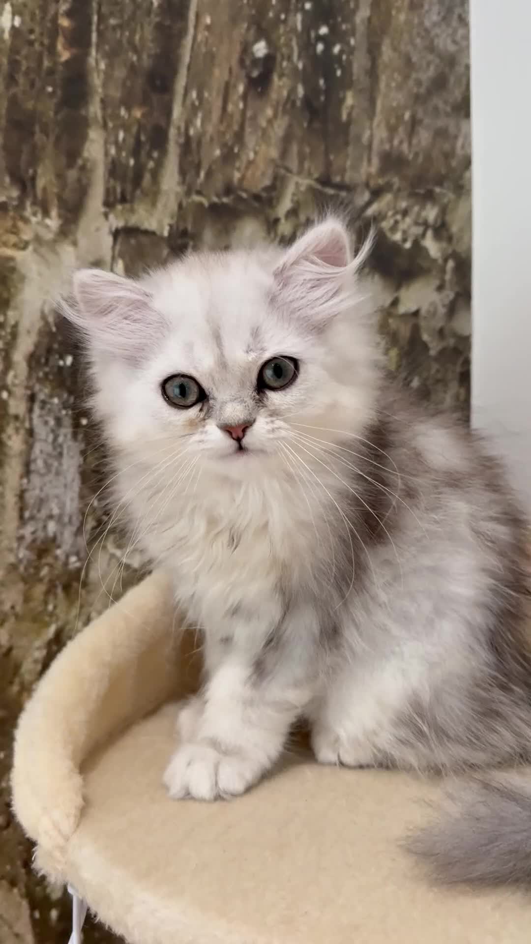 Persian cats for sale: GCCF registered beautiful silver Persian kittens  - Video 3