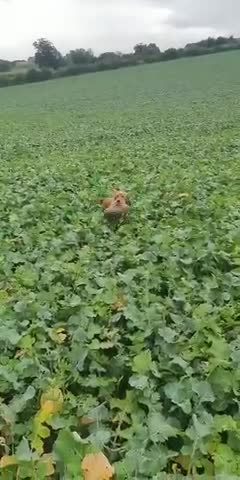 Cocker Spaniel dogs for stud: *KC HEALTH TESTED WORKING COCKER SPANIEL FOR STUD* in Darlington - Video 1