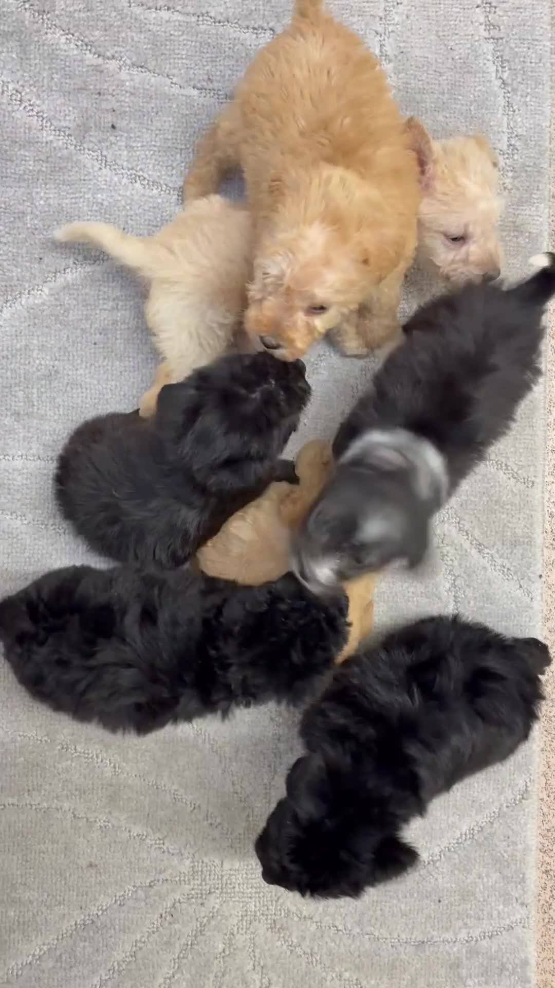Jackapoo dogs for sale: KC Type jackapoo puppies ready to leave 3rd jan  - Video 1