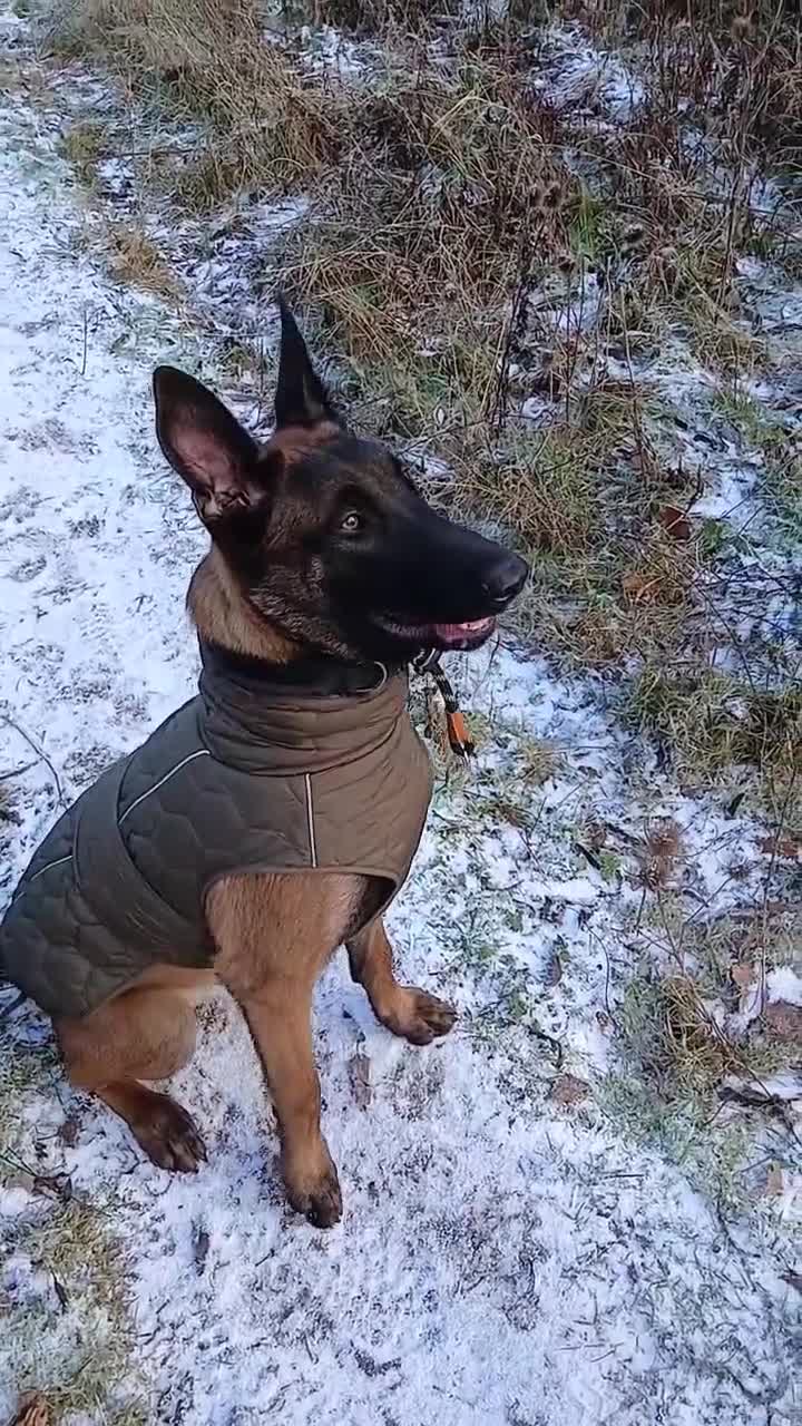 Belgian Shepherd Dog dogs for sale: 8 months old male Belgian Malinois  - Video 1