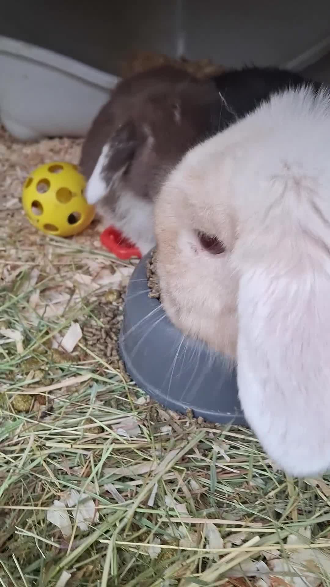 Mini Lop rabbits for sale: Stunning baby mini lops - Video 3
