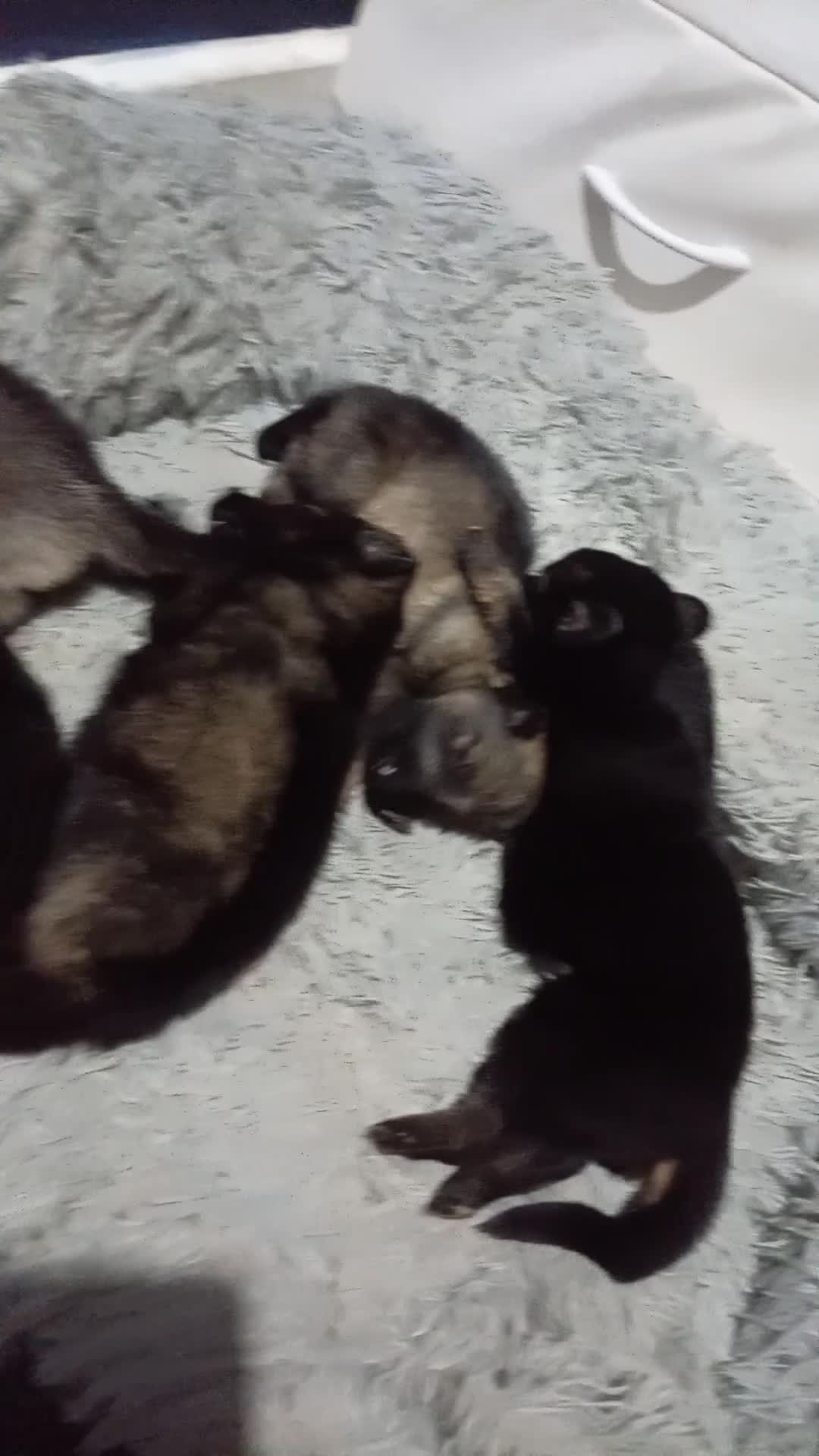 Mixed Breed dogs for sale: Belgian shepherd puppies - Video 1