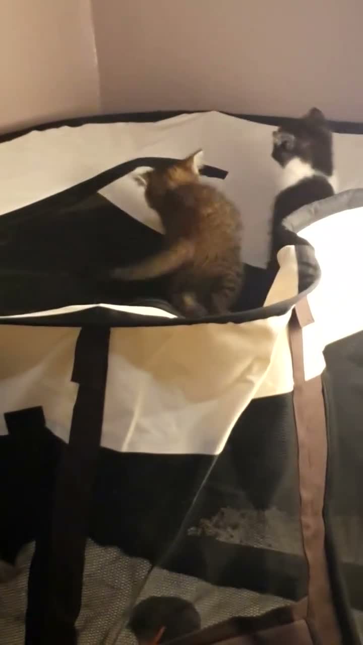 Mixed Breed cats for sale: Adorable Tabby Girl and Black & white Boy  - Video 1