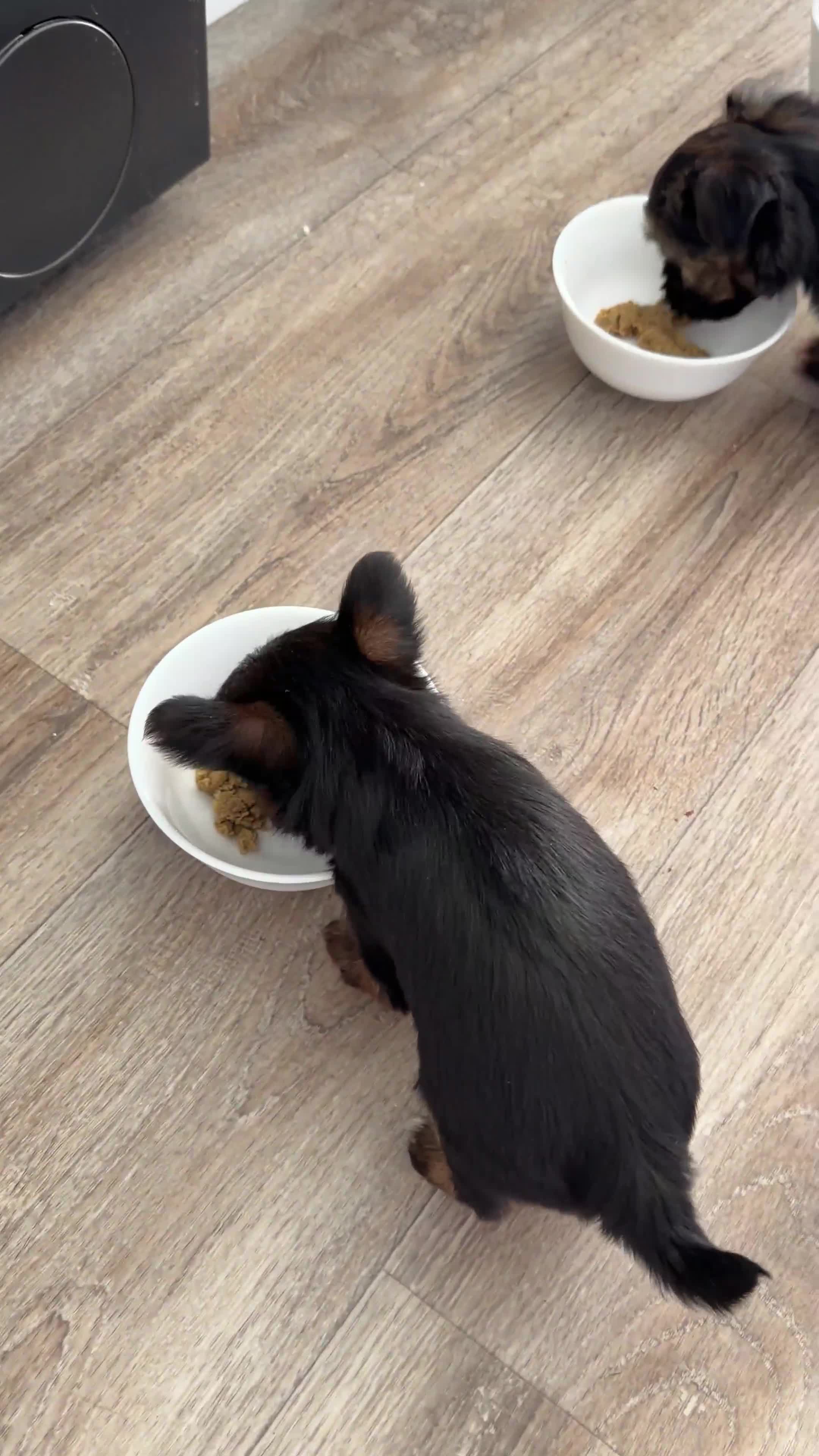 Mixed Breed dogs for sale: Adorable Yorkie / Biewer Puppies  - Video 1