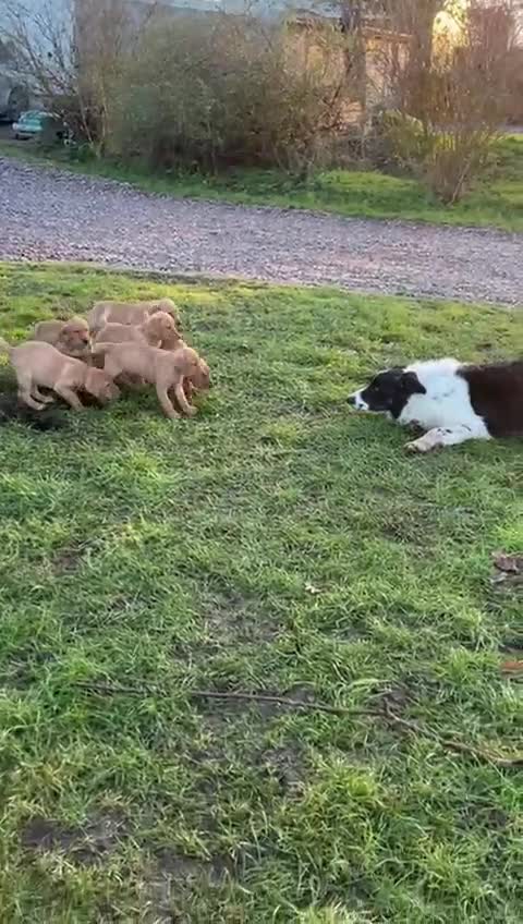 Mixed Breed dogs for sale: Stunning quality Vizslador puppies  - Video 1