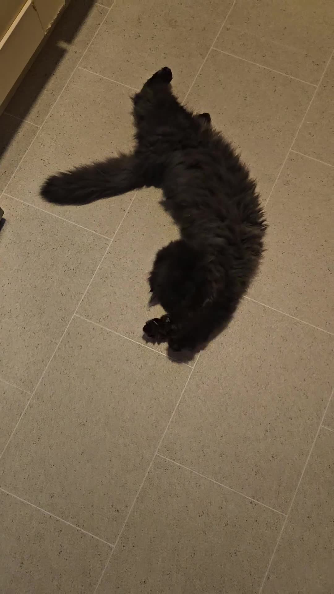 Persian cats for sale: Stunning Persian girl  - Video 2