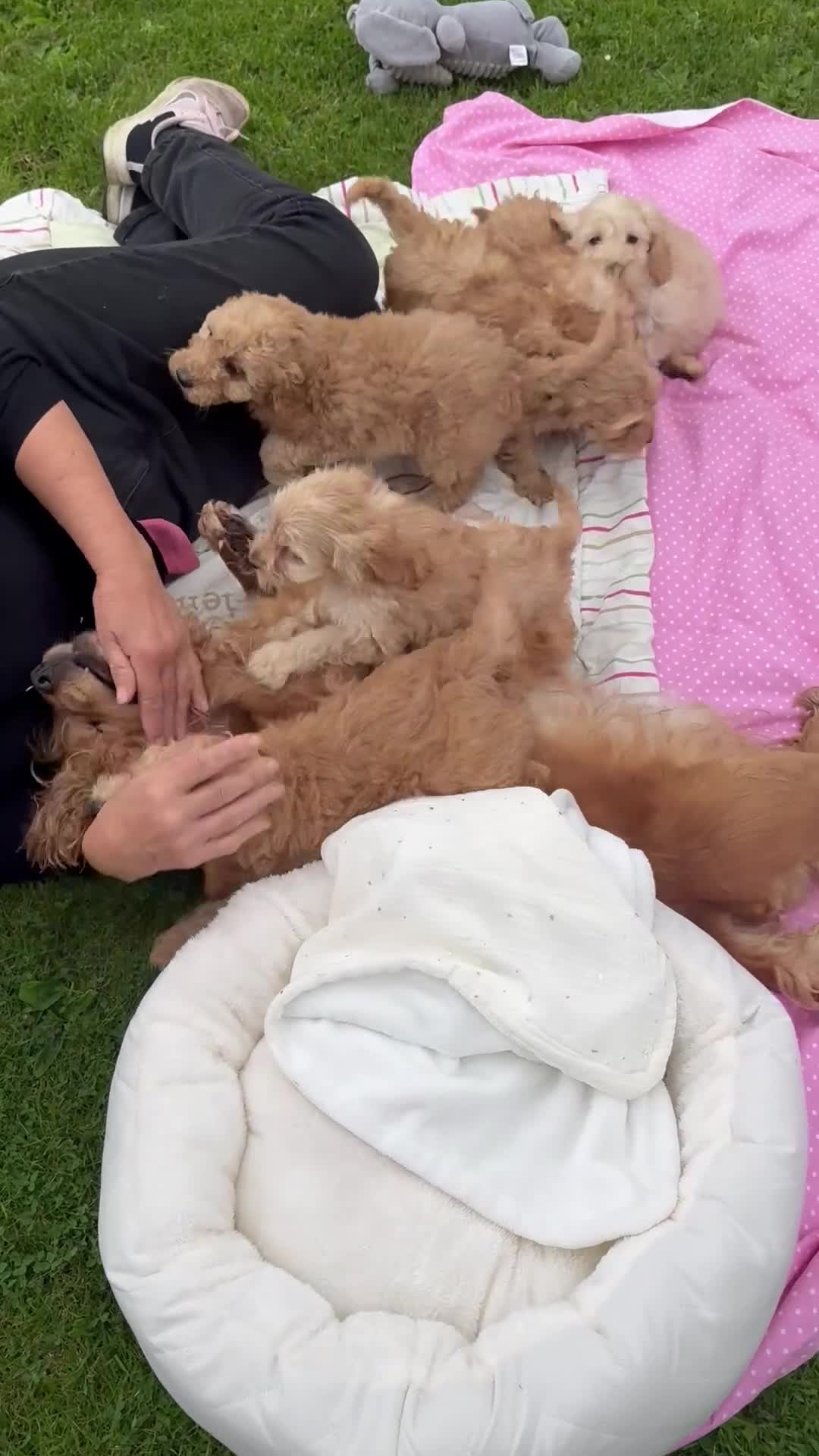 Cockapoo dogs for sale: TOY COCKAPOO PUPPIES  - Video 1