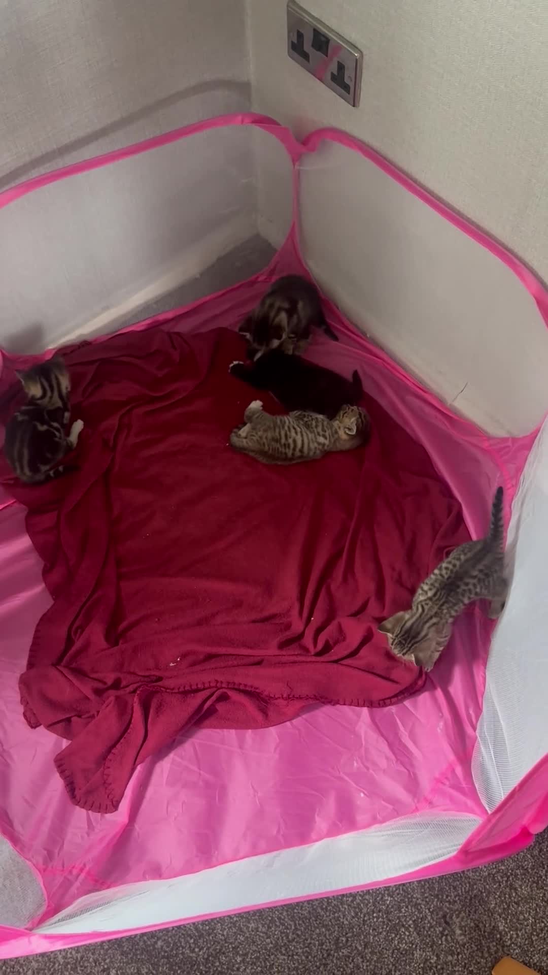 British Shorthair cats for sale: British Shorthair X Tabby Kittens - Video 1