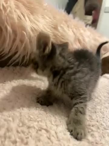 Mixed Breed cats for sale: Gawjus kitties  - Video 3