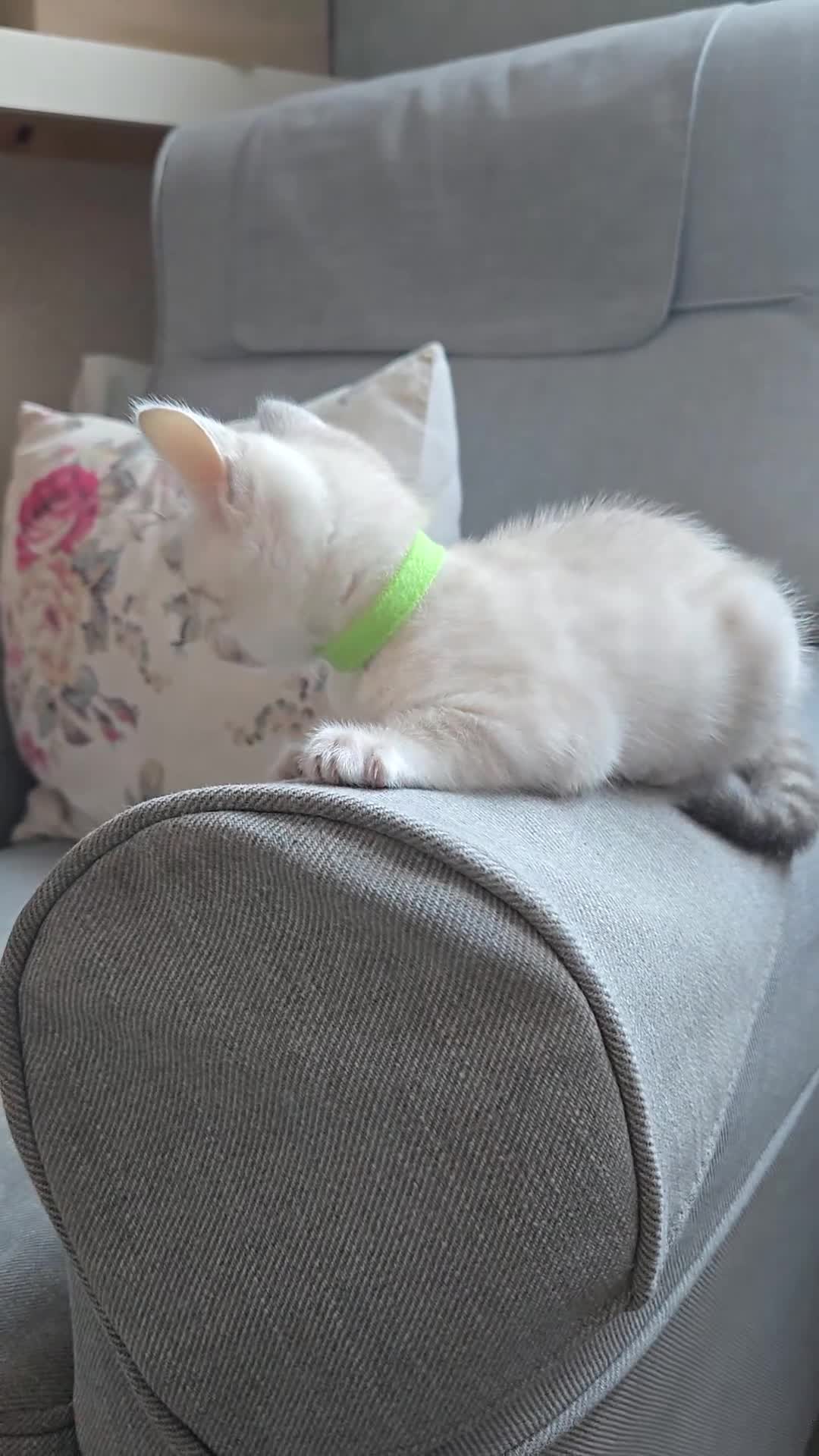 Bengal cats for sale: 🌟 LAST 2 !!  Stunning seal lynx (snow) - Video 2