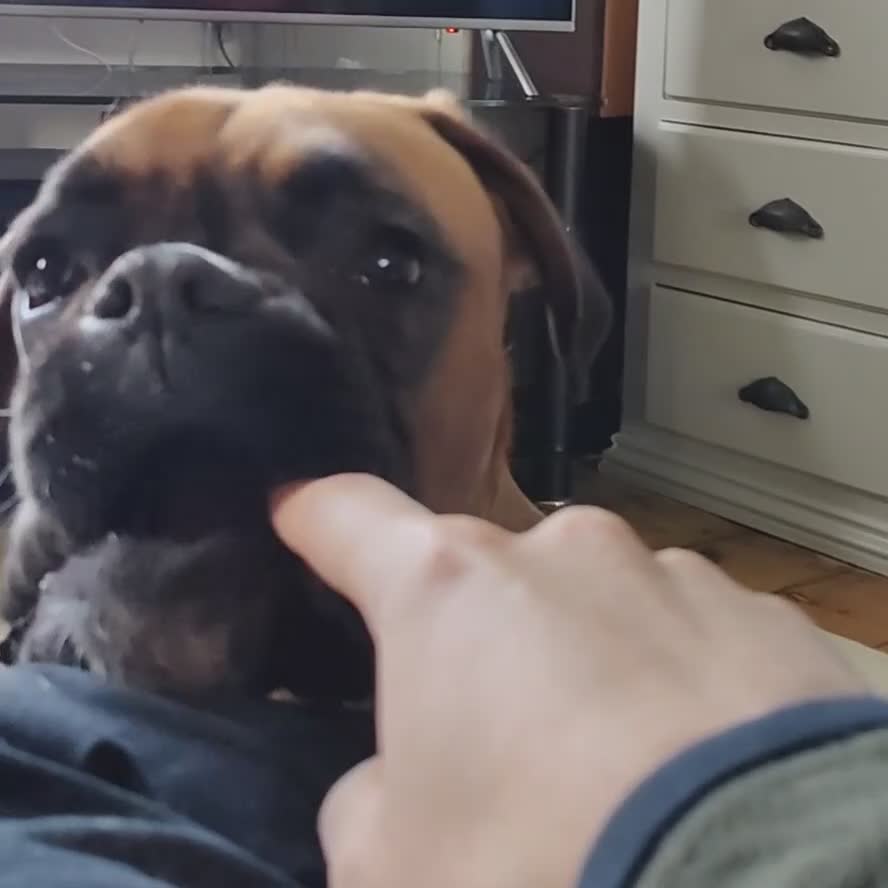 Boxer dogs for sale: Boxer, Red, KC Registered, 1 Year Old  - Video 1