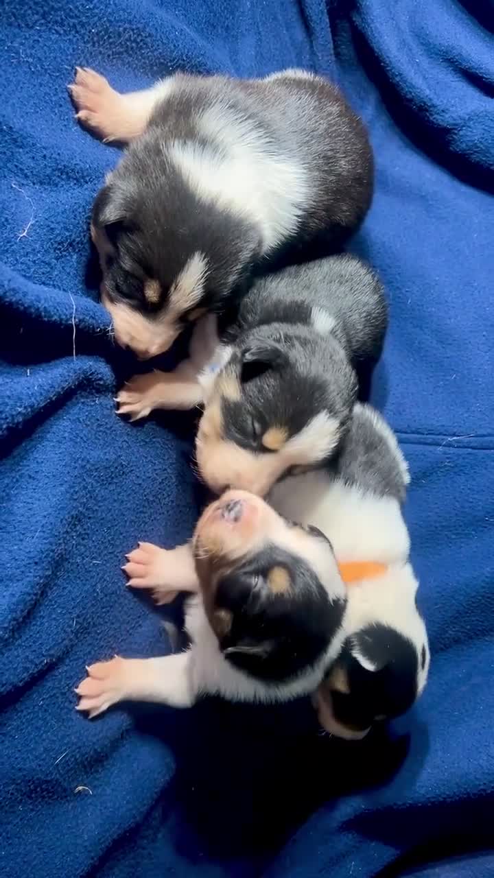 Border Collie dogs for sale: GORGEOUS BORDER COLLIE PUPPIES - Video 1