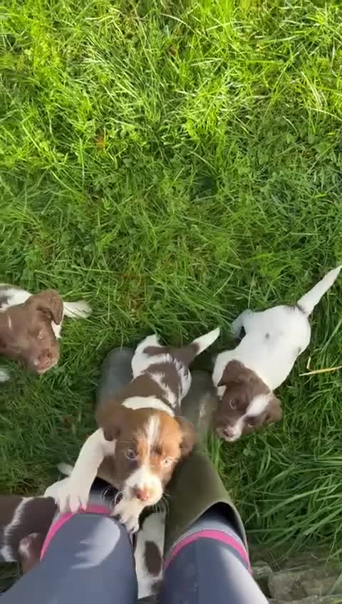 Sprocker dogs for sale: Sprocker Spaniel Puppies  - Video 1