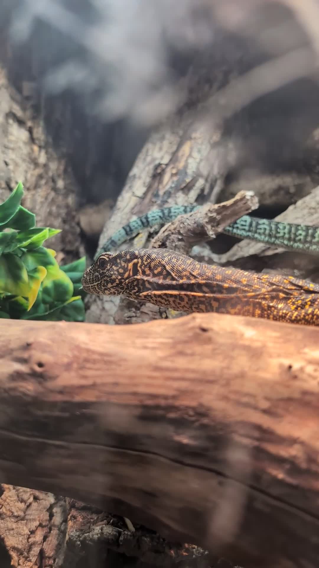 Monitor reptiles for sale: Varanus doreanus  blue tailed monitor  - Video 3
