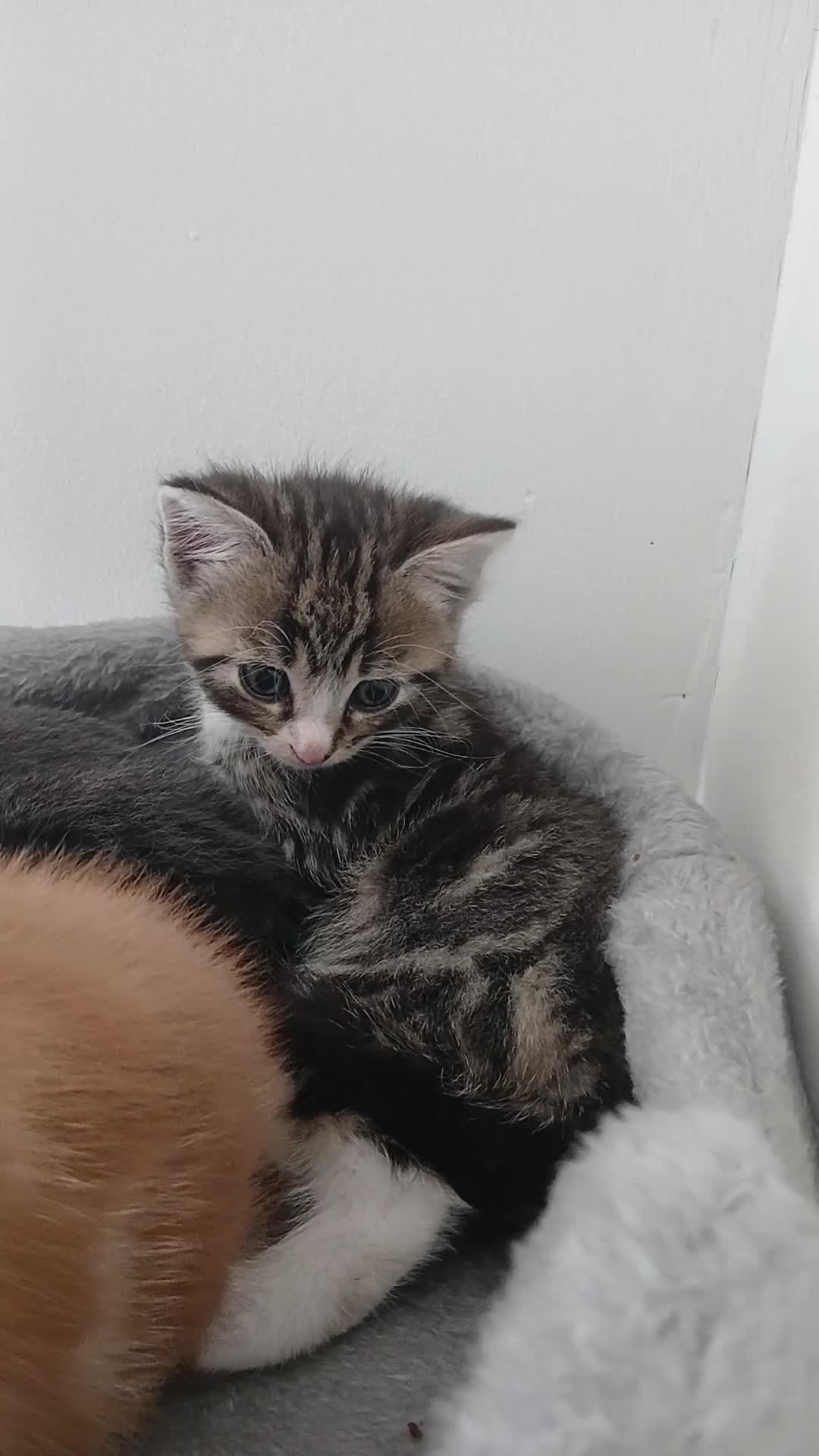 Mixed Breed cats for sale: 5 beautiful kittens for sale - Video 4