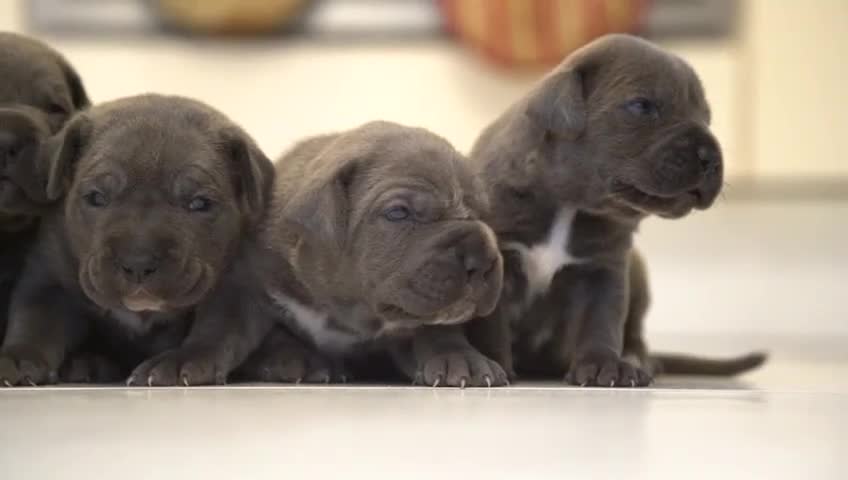 Cane Corso dogs for sale: 6 week old blue cane corso puppies  - Video 1