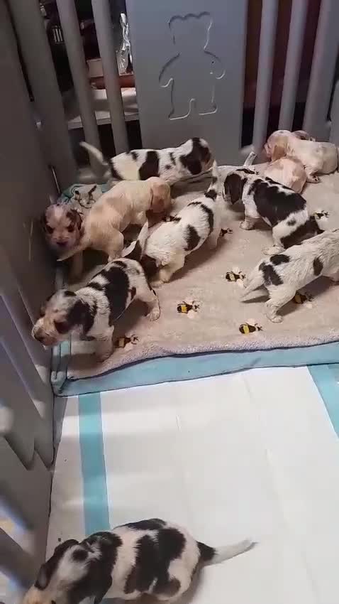 Cocker Spaniel dogs for sale: SHOW TYPE COCKER SPANIEL PUPPIES  - Video 1