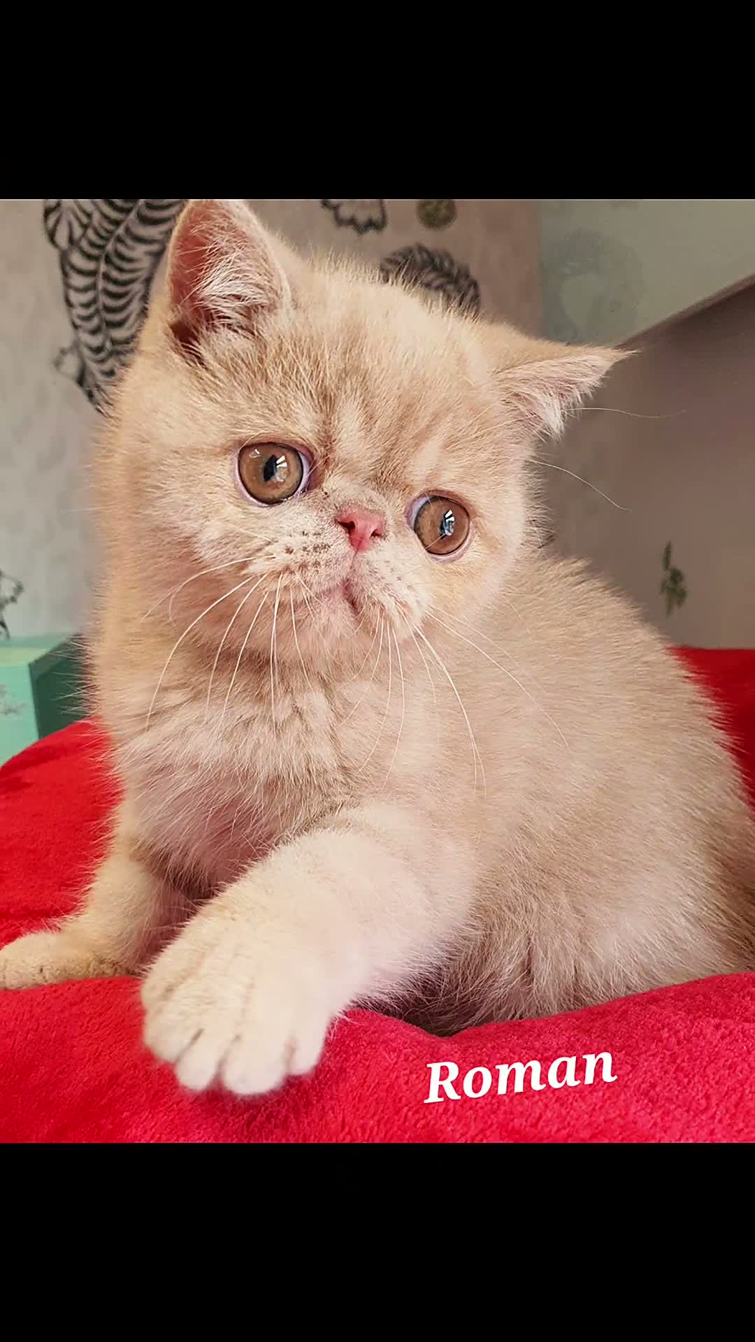 Exotic cats for sale: Chunky Gccf registered ( Lilac carrier boys - Video 1