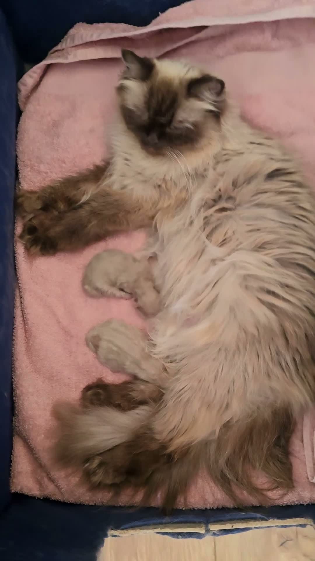 Persian cats for sale: Beautiful adult Persian - Video 1
