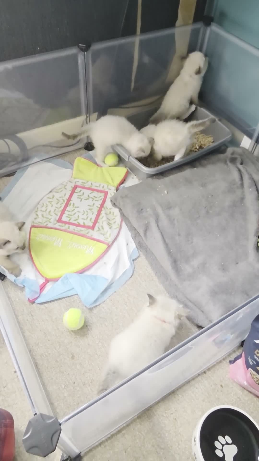 Ragdoll cats for sale: 2 adorable female kittens in Bonnyrigg - Video 1