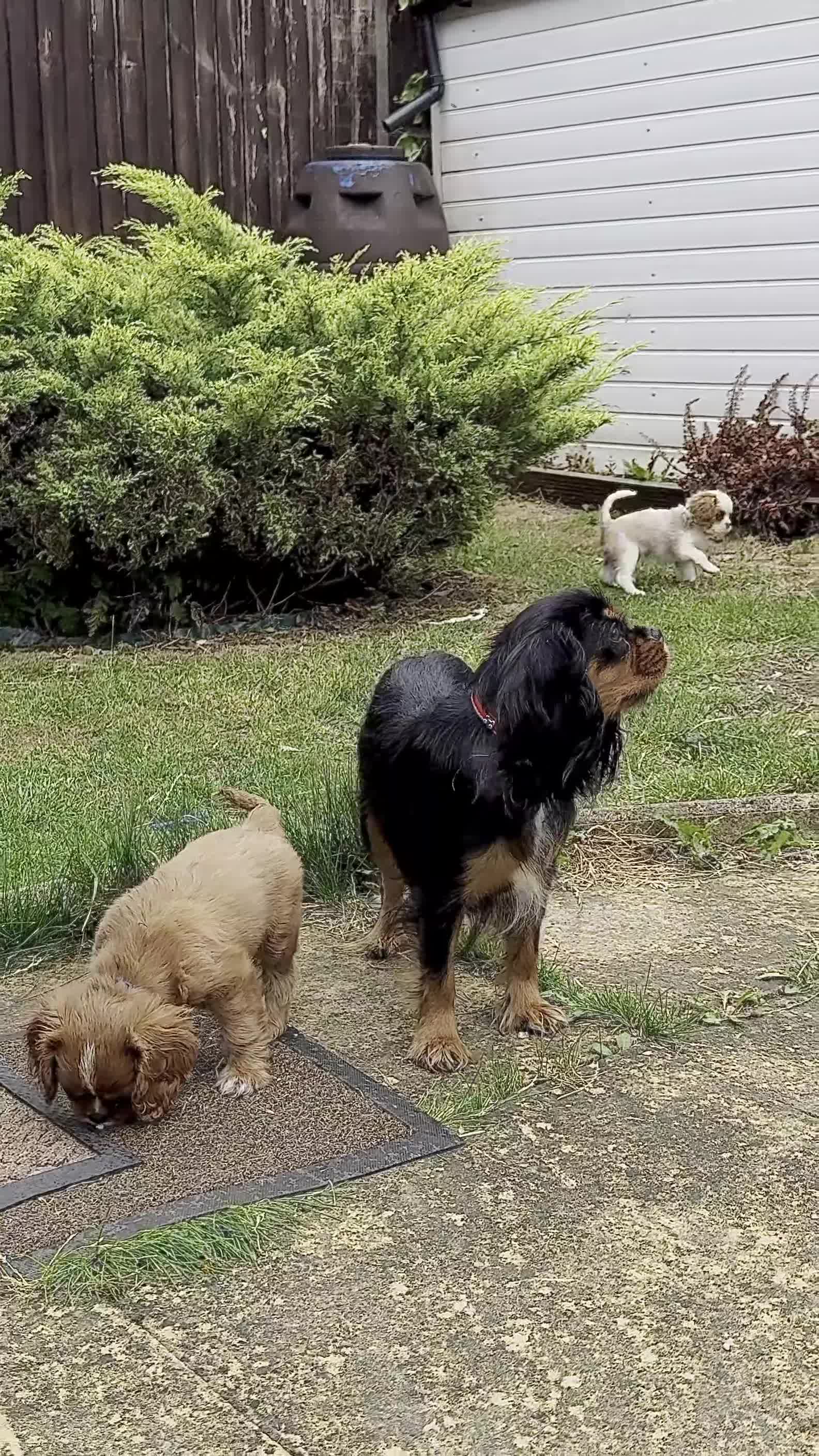 Cavalier King Charles Spaniel dogs for sale: Beautiful litter cavalier King Charles spaniels - Video 1