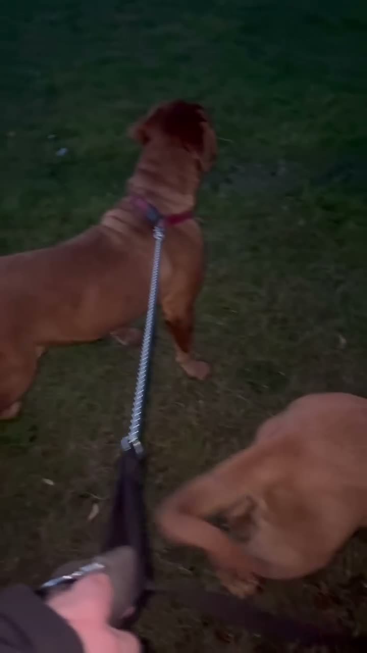 Dogue De Bordeaux dogs for sale: Champion bloodline Kc registered Dogue De Bordeaux - Video 2