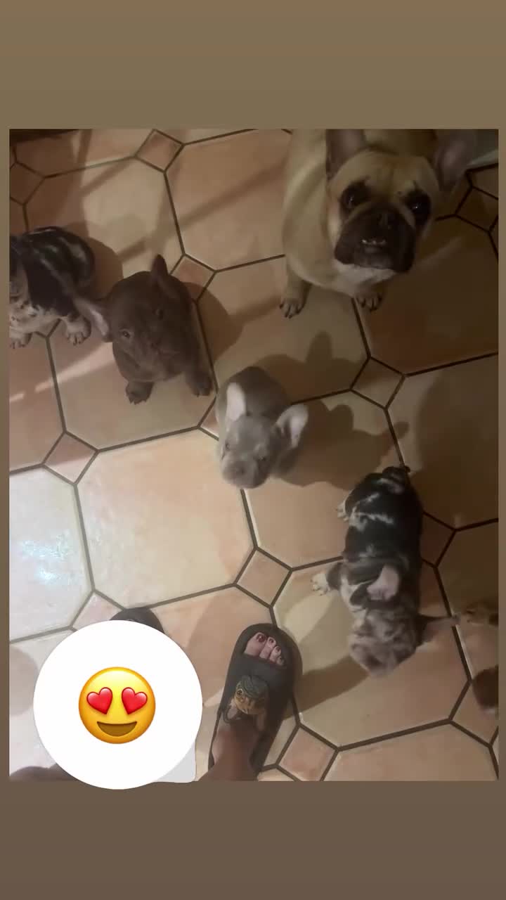 French Bulldog dogs for sale: Ready now-  Well bred, beautiful temperament pups - Video 1