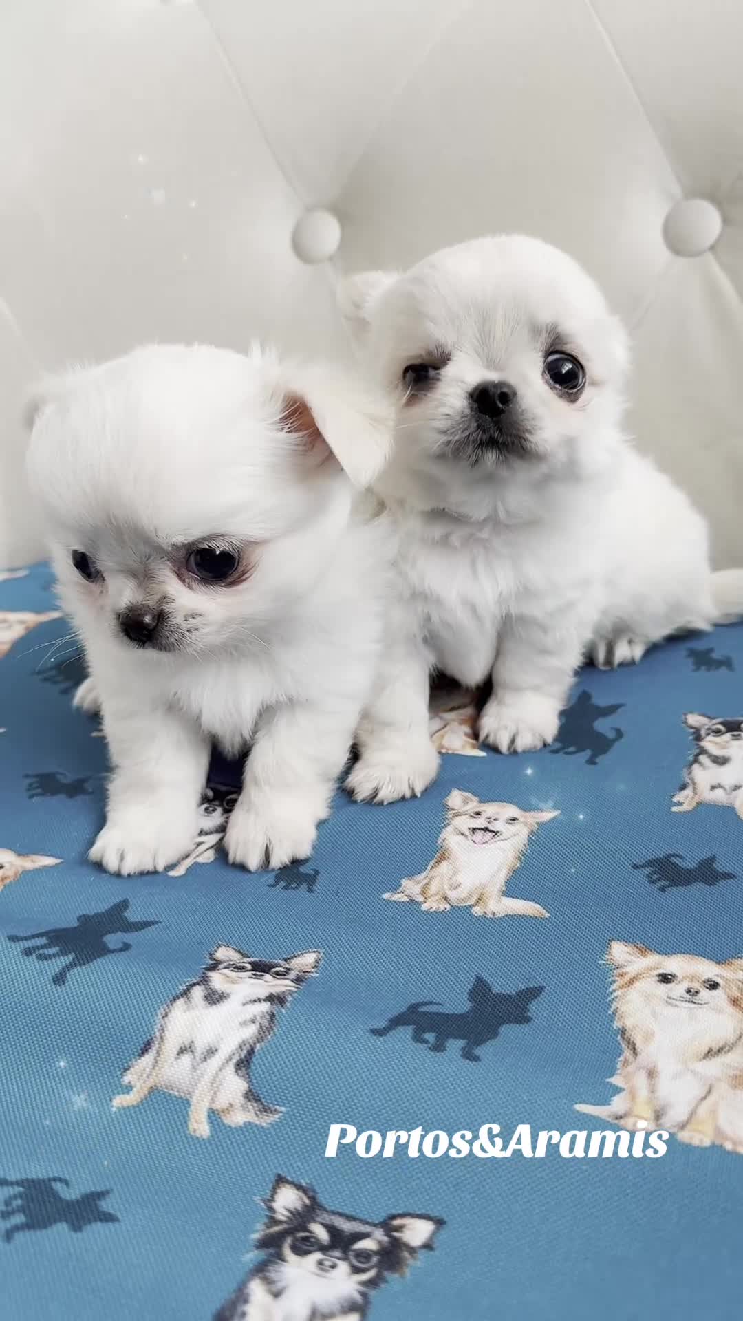 Chihuahua dogs for sale: KC quality chihuahua puppies LC Show line  - Video 4