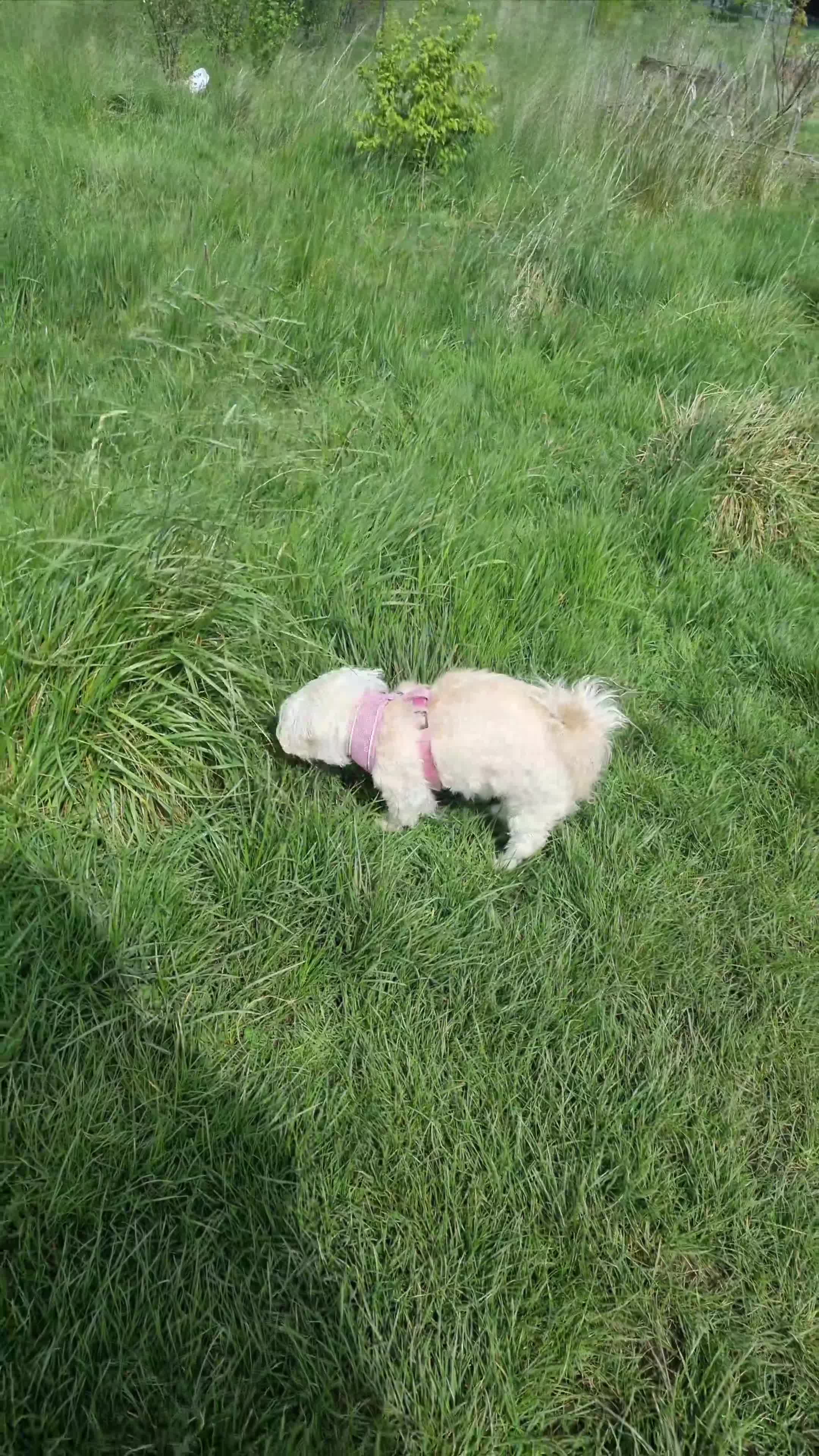 Maltese dogs for sale: Little Mia looking for forever home  - Video 5