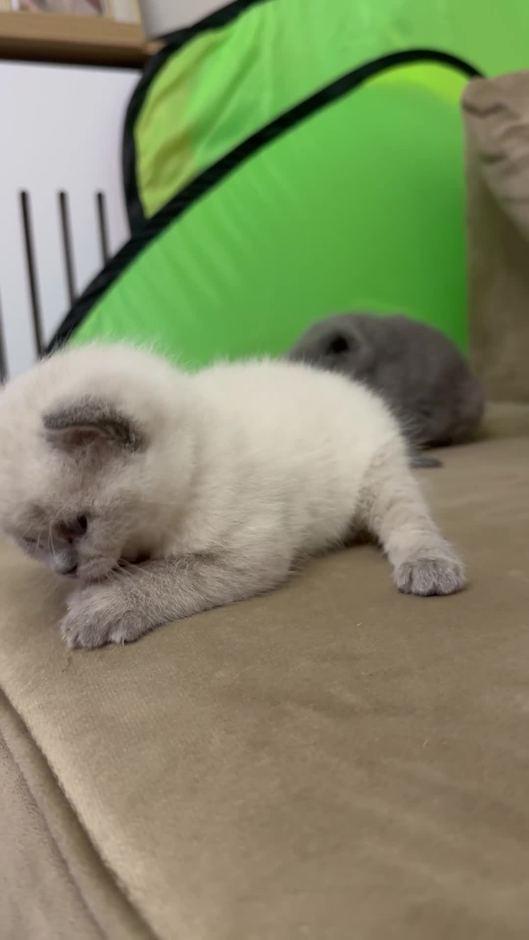 British Shorthair cats for sale: Stunning BSH kittens  - Video 1