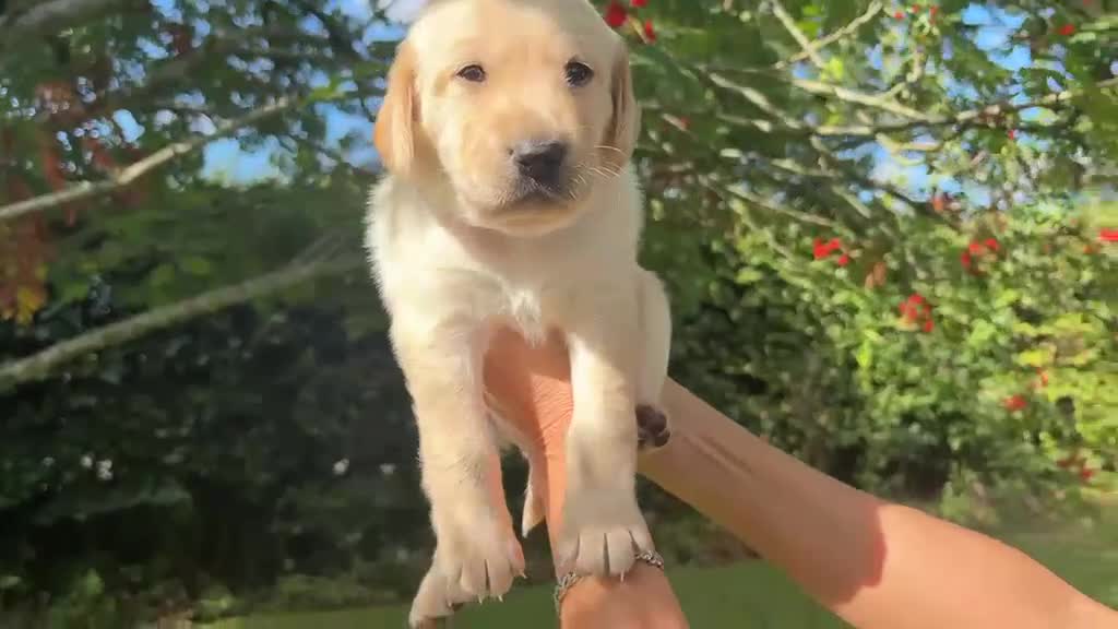 Goldador dogs for sale: Golden Retriever Labrador Puppies - Video 2