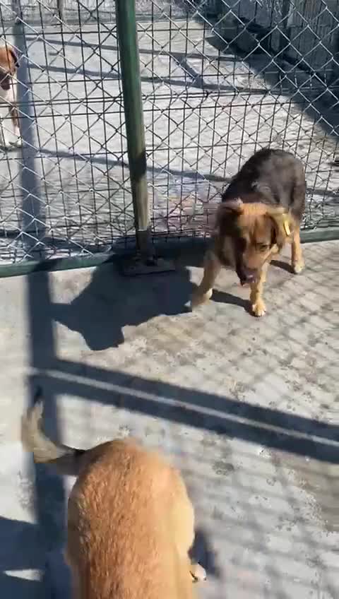 Mixed Breed dogs for adoption: Miriam, 14 months approx. Available for adoption. - Video 2