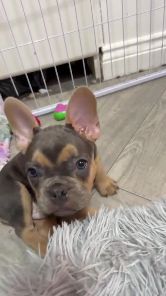 French Bulldog dogs for sale: 🌟Last 4 Exceptional French Bulldogs- Ready Now!🐾 - Video 1