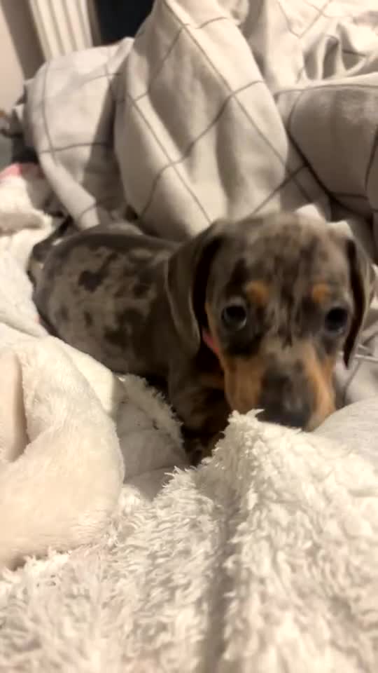 Miniature Dachshund dogs for sale: Blue dapple miniature dachshund girl - Video 1