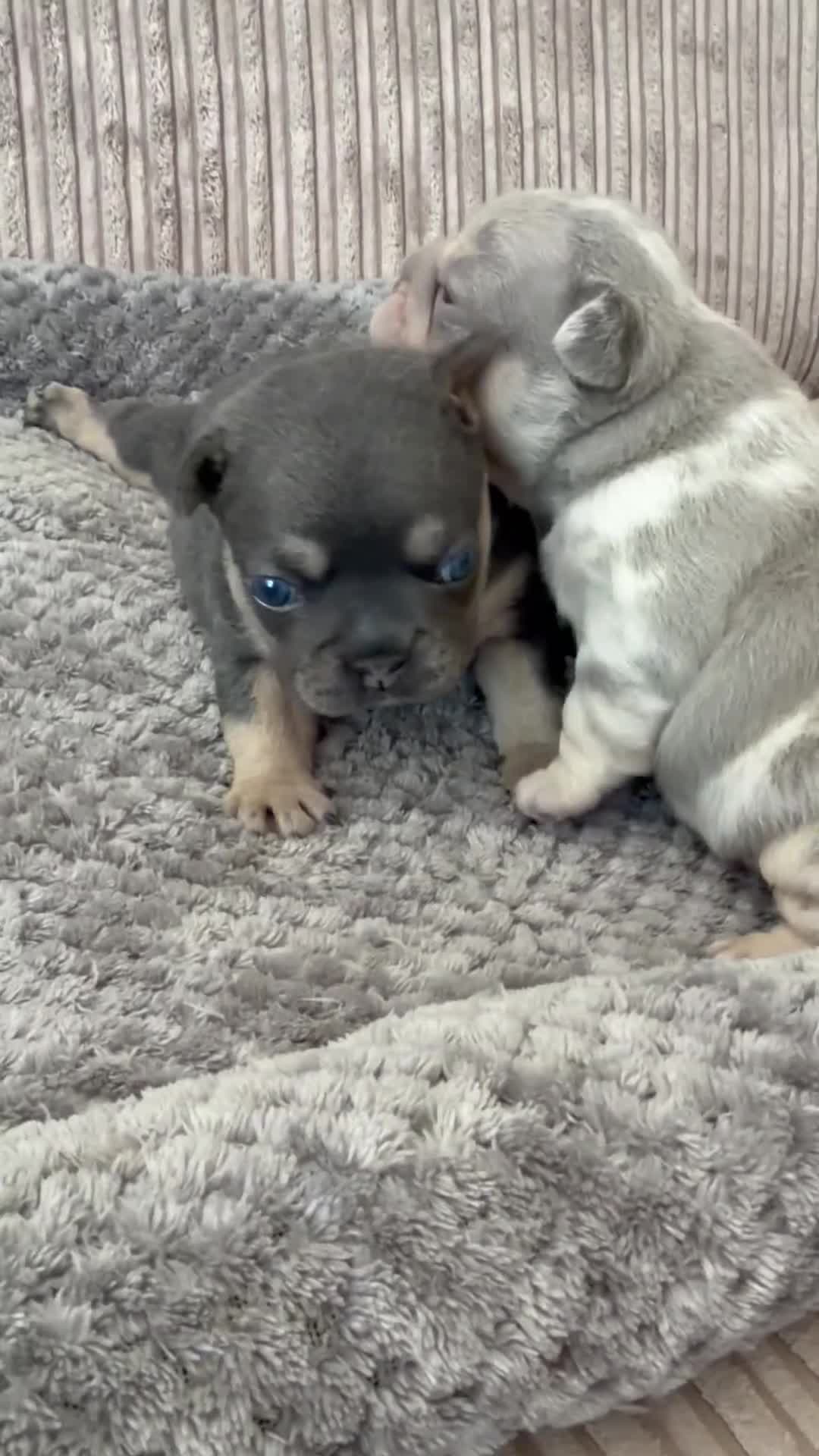 French Bulldog dogs for sale: French bulldog Beautiful lilac/tan   - Video 4