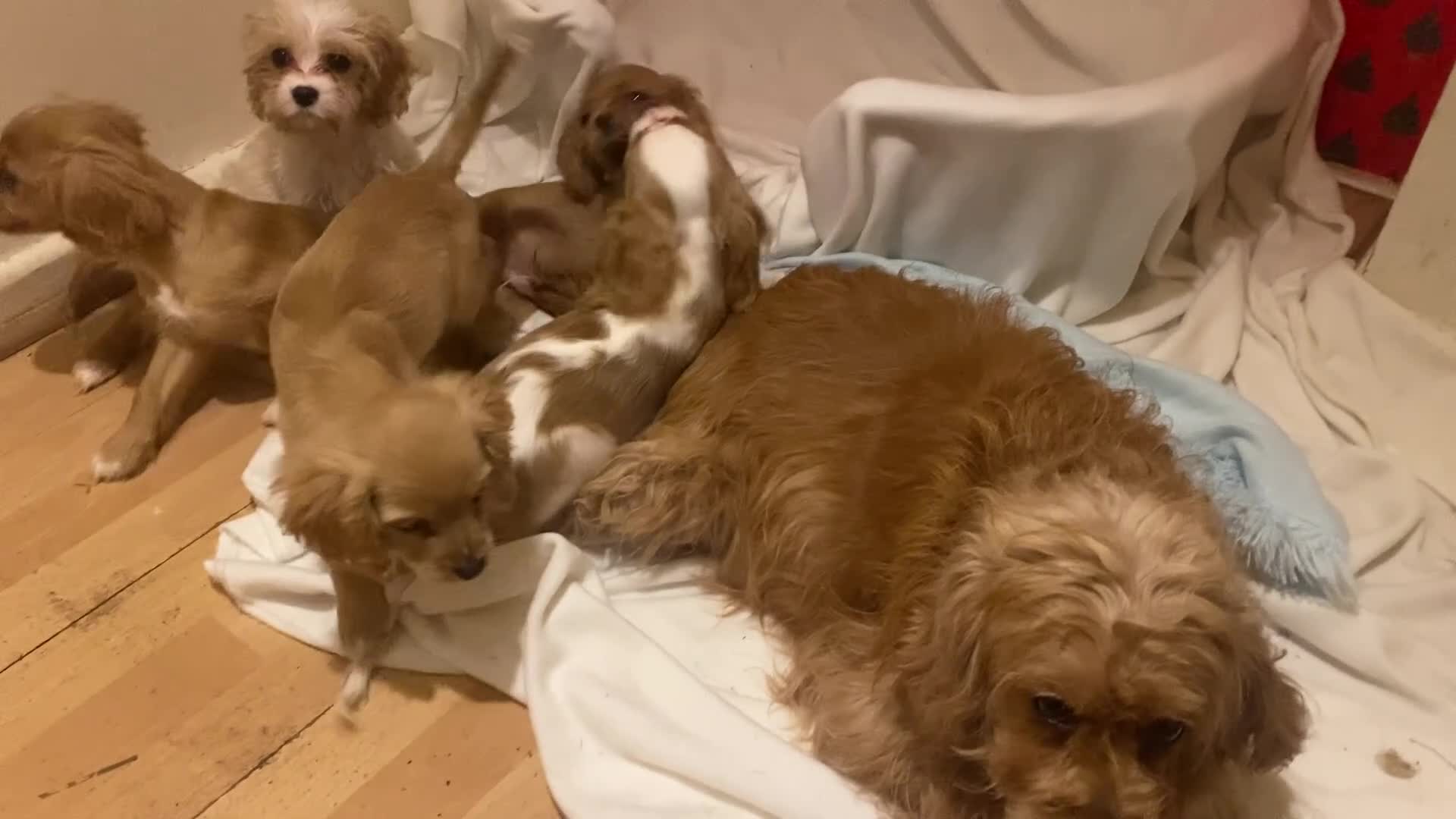 Cavapoo dogs for sale: Top quality DNA clear Inc BVA Eyes/Heart  - Video 1
