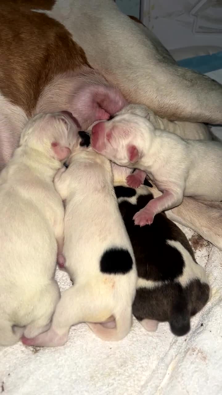 American Bulldog dogs for sale: American bulldog puppies  - Video 1