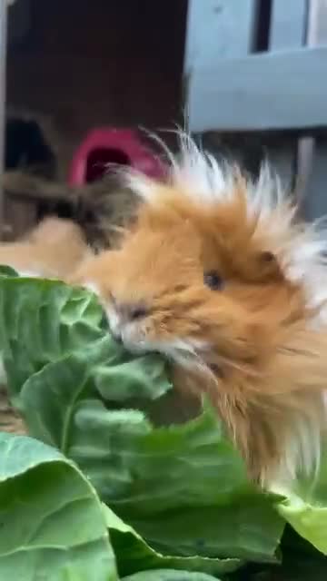 Guinea Pig rodents for sale: Female guinea pig - Video 1