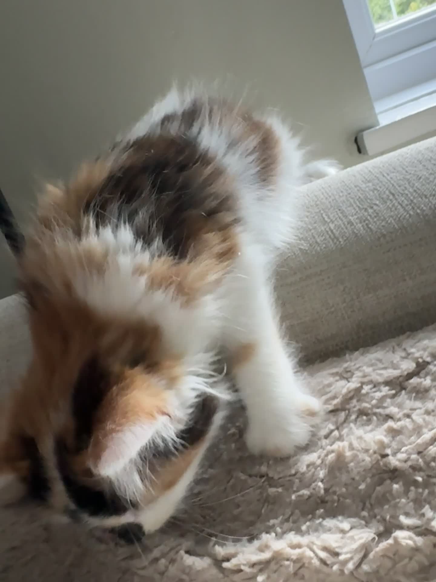 Mixed Breed cats for sale: Fluffy Female Calico Kitten - Video 1