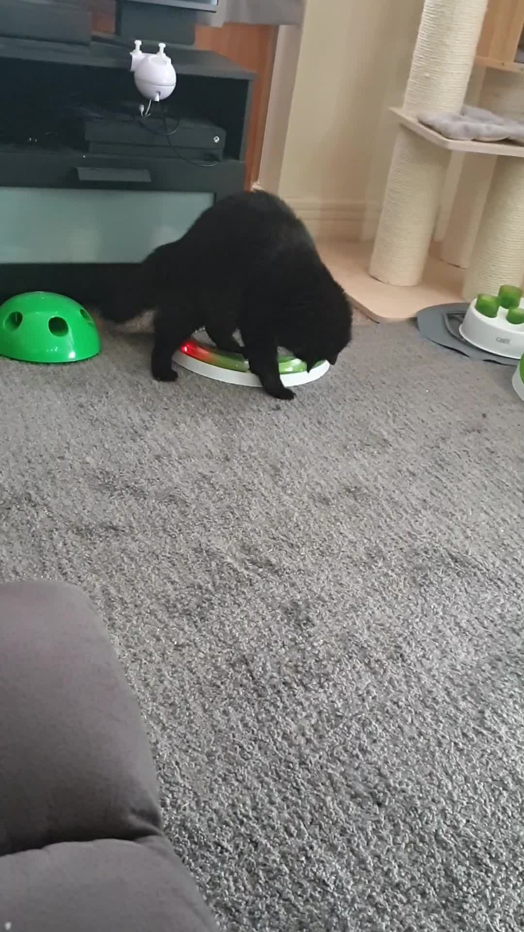 Mixed Breed cats for sale: Beautiful Male Neutered Black House Cat - Video 1