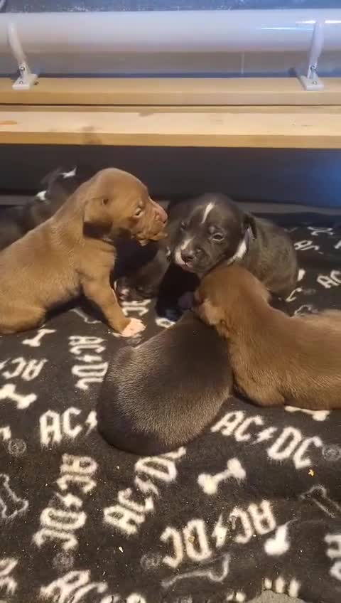 Staffordshire Bull Terrier dogs for sale: Staffordshire bull terrier pups - Video 4