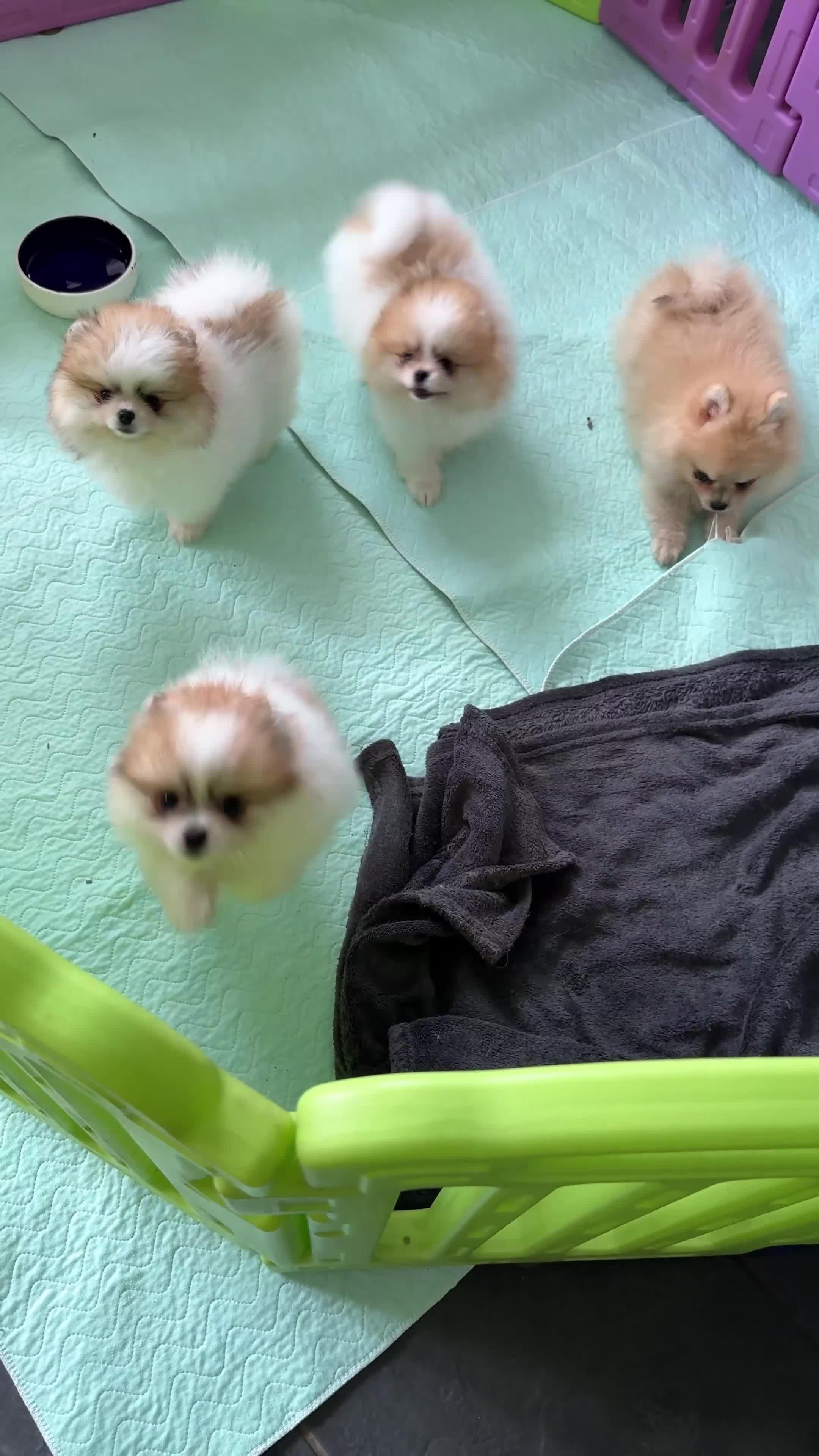 Pomeranian dogs for sale: Only one tiny Pom girl left in Ely - Video 1