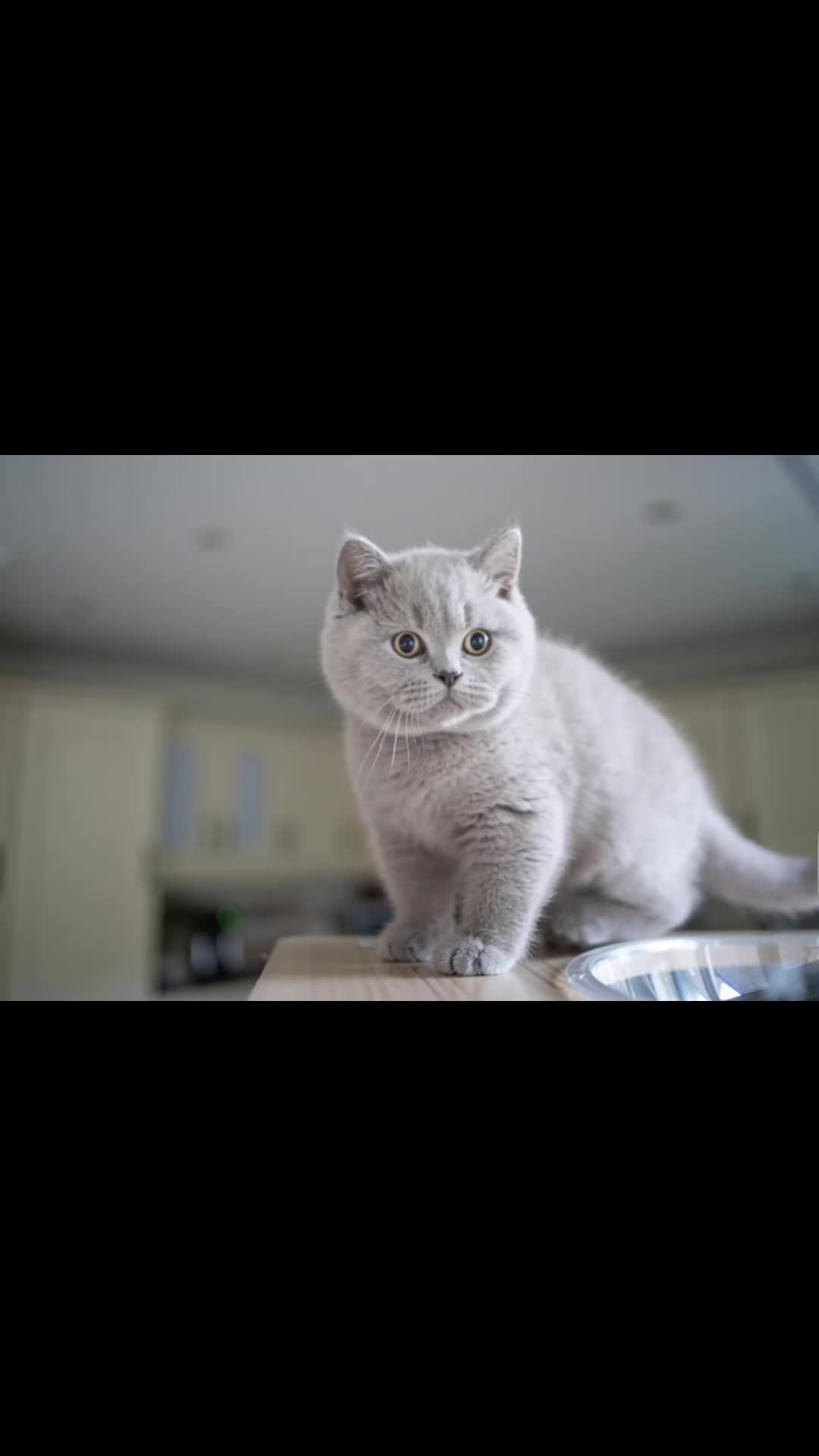 British Shorthair cats for sale: Two lovely boys left  - Video 4