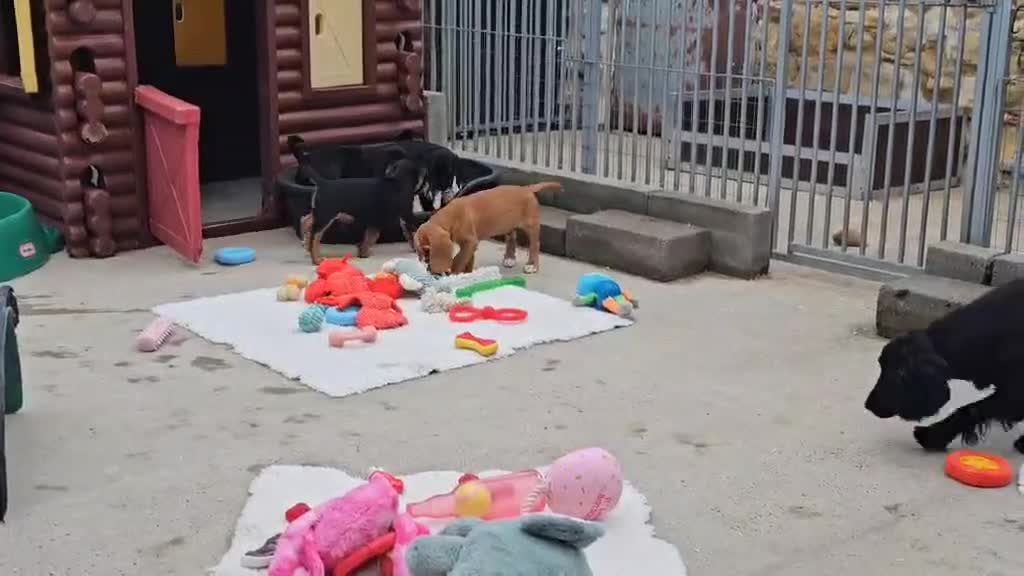Bocker dogs for sale: Beautiful Bocker Boys - Ready Now - Video 2